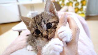 The kitten fighting against mom's finger is so cute... [Please turn on subtitles to watch]