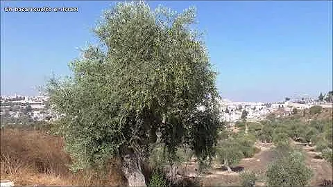 The Mount of Olives and the olive tree in history,...