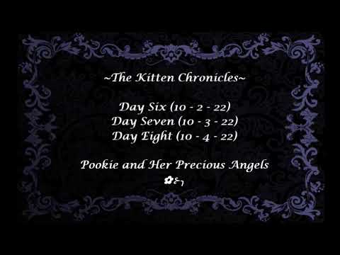 The Kitten Chronicles