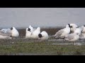 Mediterranean Gull on Port Meadow