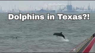 Dolphins Steal the Show on This Galveston Ferry Crossing