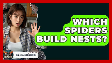 Which Spiders Build Nests? - Insects and Invaders