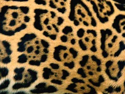 Image result for animal patterns