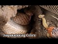 Napakalaking cobra ang nakulong sa kulungan ng kalapati  tropang tuklaw