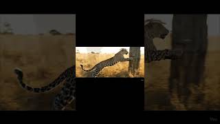Leopard on the hunt: run, leap and climb #leopard #hunting #running #leap