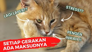 Mengenal Perilaku Kucing dan Arti Gerakannya | Kenali Sifat Kucing