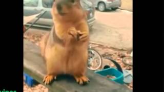 vine - squirrel rapping supersonic part of rap god
