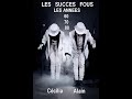 Les  succs fous     youtube tube