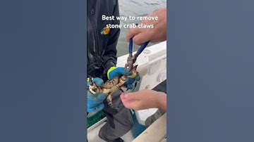 How to remove claws from stone crabs. #neverenoughdiving #fishing #fyp #stonecrab #florida #crabbing