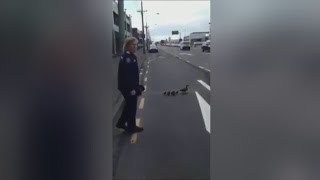 Ducklings get to safety with police escort screenshot 5