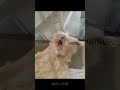 morning espresso出来たての音と私の日常