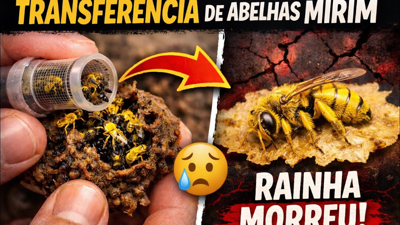 Transferência de abelha mirim droryana amarela. A rainha morreu 