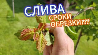 Летняя обрезка сливы. Какие сроки обрезки сливы летом. Как обрезать сливу летом. Простая обрезка