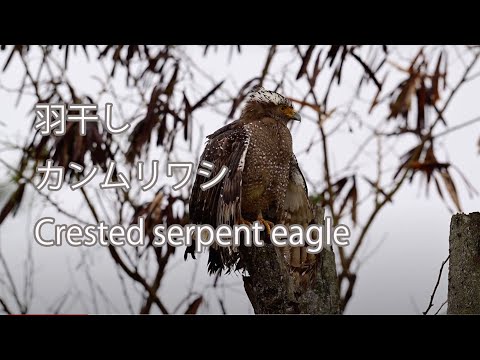 【羽干し】カンムリワシ Crested serpent eagle