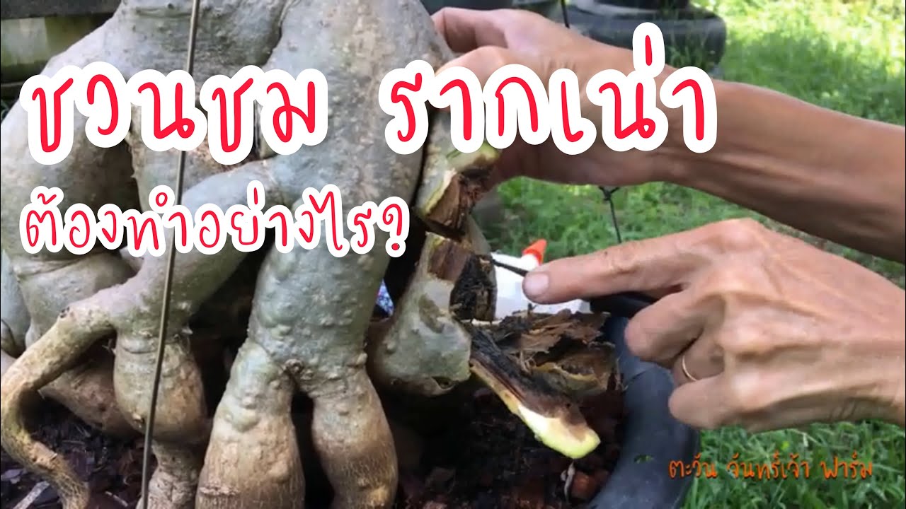 ชวนชมรากเน่า ต้องทำอย่างไร