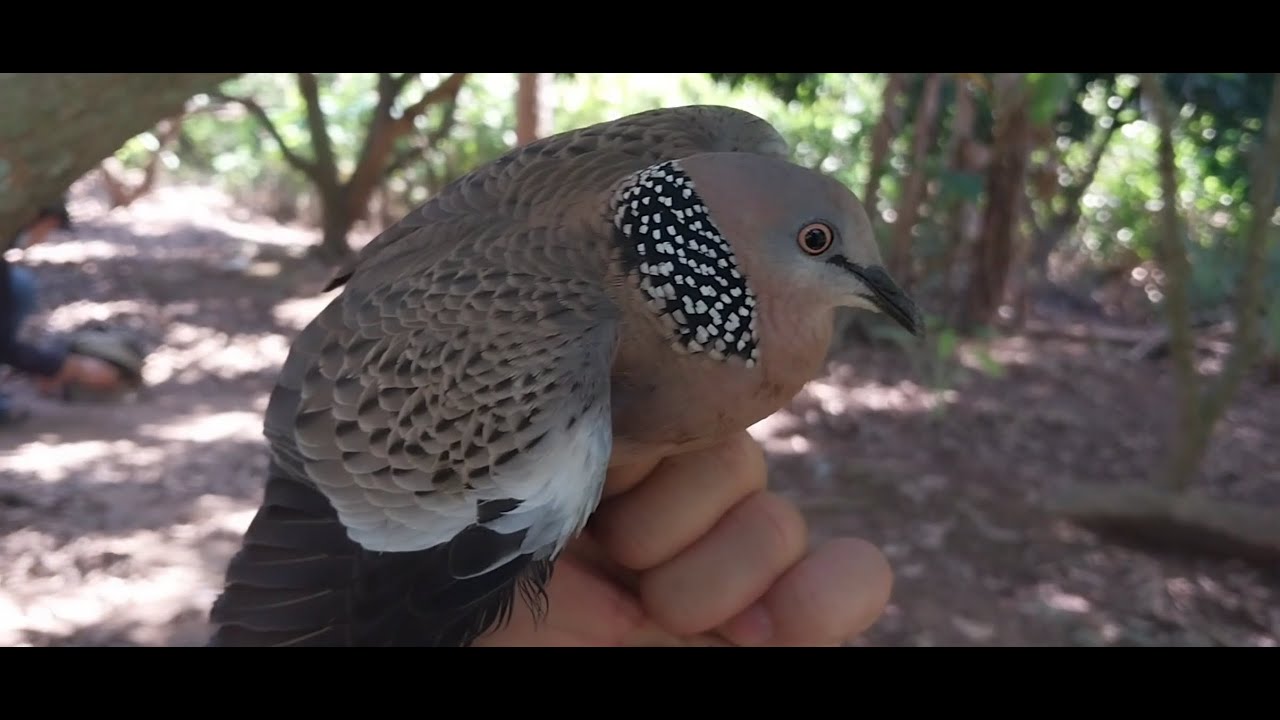 Bổi trận bị mồi trần thu phục