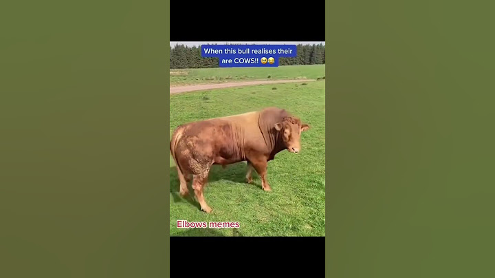 Banteng menyadari ada sapi #lucu #lol #sapi #fypシ゚viral #fyp #untukmu