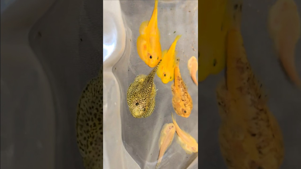 Golden Guizhou Hillstream Loach