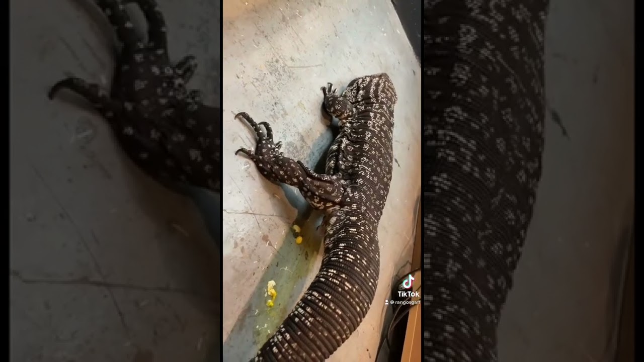 giant lizard poop