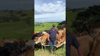 Victorian Farmers Reveal What Virtual Fencing Means for Them