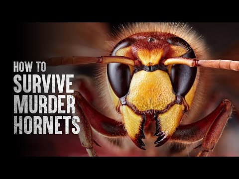 Video: Wat Te Doen Met Murder Hornets