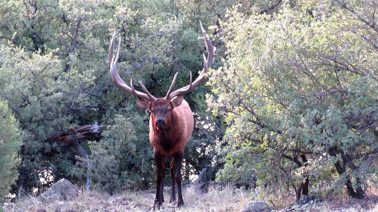 2020 Trophy Bull Elk Hunt White Mountain Apache Reservation YouTube