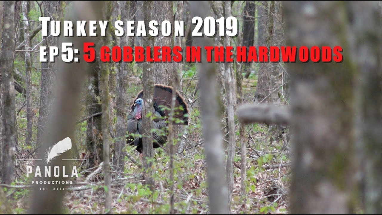 5 GOBBLERS IN THE HARDWOODS- Panola Turkey Season 2019 EP.5