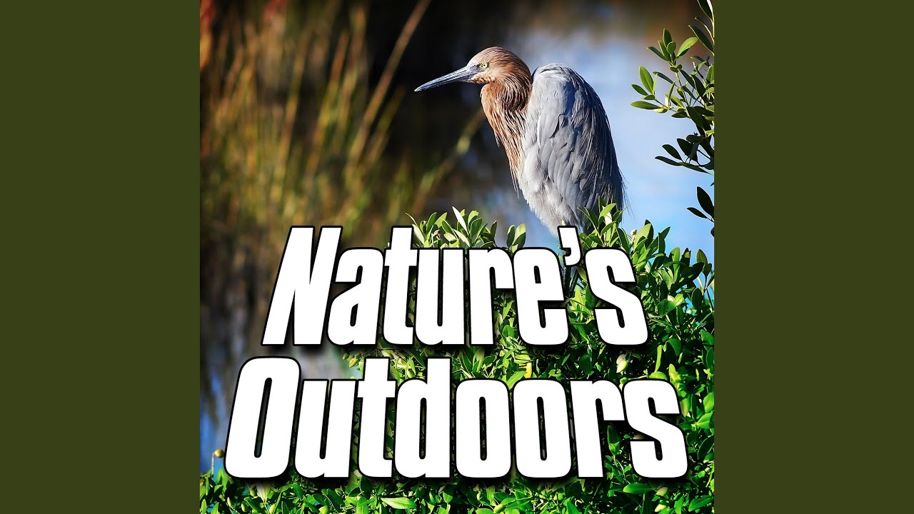 Natural Marsh Habitat