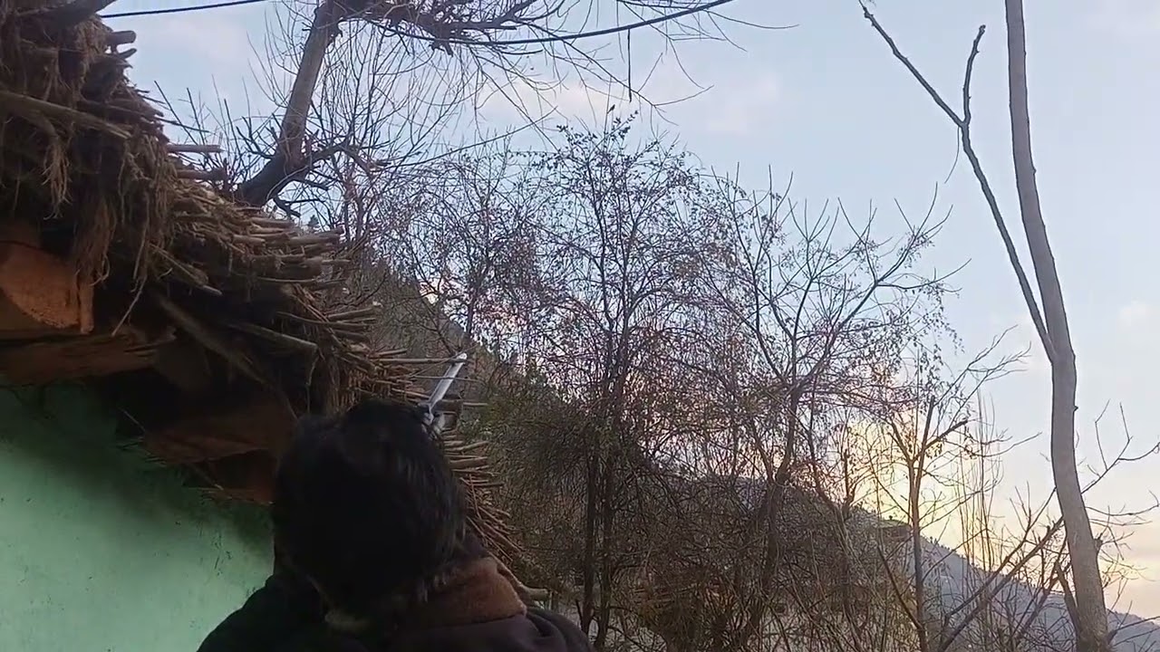 Cometa Air rifle Aim on bird 🐔