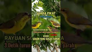 Suara pikat sogon yang susah turun#shorts #pikatburung #suarapikat #suaraburung #sogon #pikatsogon