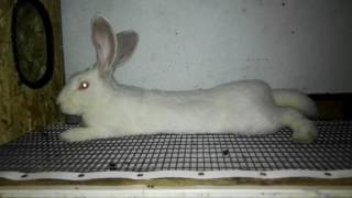 Продажа кроликов породы калифорнийская!//еду в Астану//чуть-чуть ответы на вопросы.