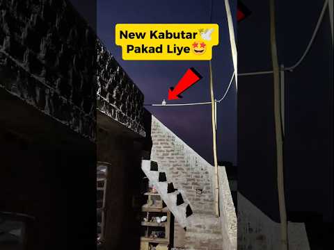 New Kabutar🕊️Pakad Liye🤩|| #shorts #viral #minivlog #trending