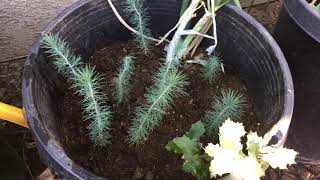 Pine Tree SEEDLINGS Update