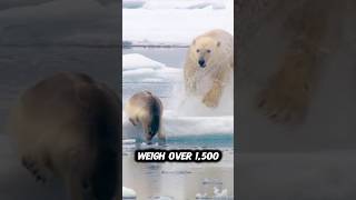 Animals That Could MAYBE Beat a Hungry Polar Bear 🐻‍❄️”#shorts