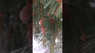 РУССКАЯ ЗИМА НА ПСКОВЩИНЕ #деревня #псковскаяобласть #счастье #зима #русскаязима