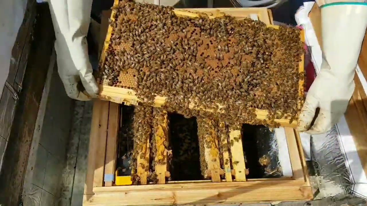 زياره ميدانيه للمنحل لتفقد اوضاع النحل اخوكم ابو نرمين محمد المصري يناير 2024