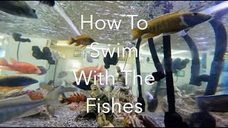 How To Swim With The Fishes