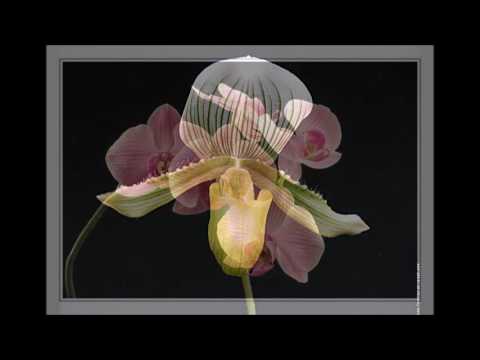 Tnebar / Berty Kolly - Yei (Mom)