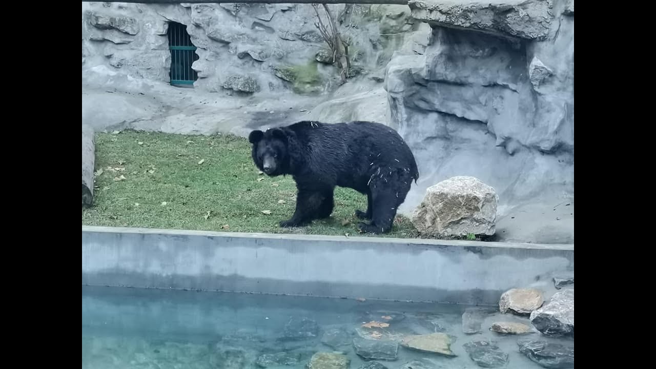 Beo zoo vrt - Rekonstrukcija staništa za medvede 2017-2020. god.
