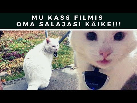 Video: Kuidas Valida Oma Elustiilile Vastav Kass