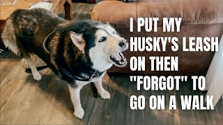 I put my Husky's leash on then 'FORGOT' to go on a walk