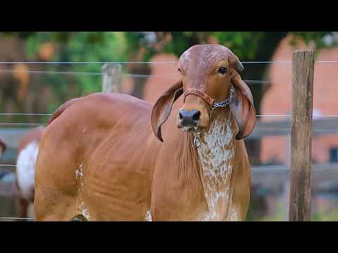 Lote 49 - RBBG1112