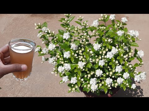 How To Get Lots Of Flowers On Mogra Jasmine Plant | Mogra Growing Tips | Fertilizer For Mogra