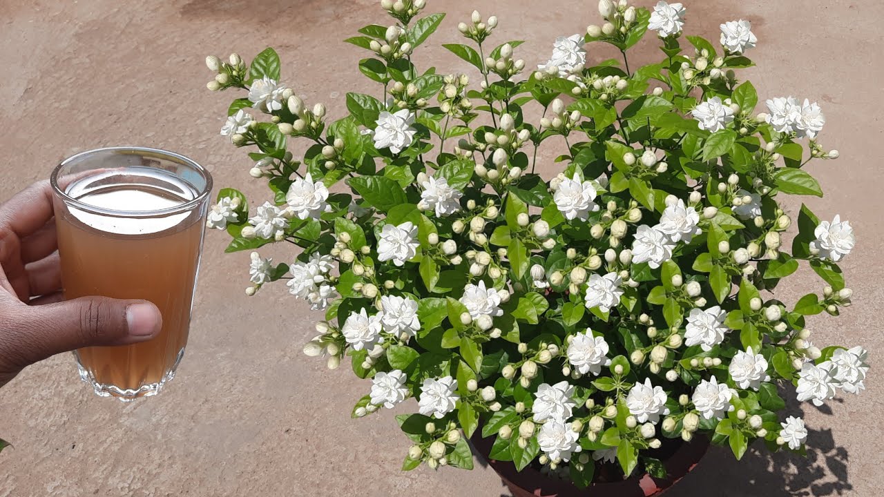 how to get lots of flowers on mogra Jasmine plant mogra growing tips
