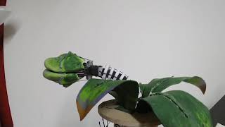 Little Shop of Horrors Audrey II pod 1 mechanics