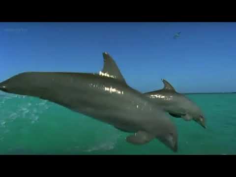 I fixed the Dolphin Scene from Finding Nemo the Live Action Remake (for kingofthejungle2003)