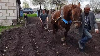 ЛОШАДИ В РАБОТЕ/ПОСАДКА КАРТОФЕЛЯ/planting potatoes with a horse