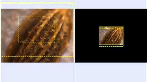 Image Pro Insight: Live Tiling and Live EDF