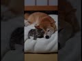 昔はいつもニャンが潜り込んできたワン!トントンしてやったら気持ちよさそうに寝てたワン。