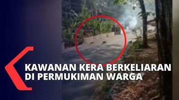Puluhan Kera Masuk dan Berkeliaran di Permukiman Warga, Diduga Karena Kelaparan!